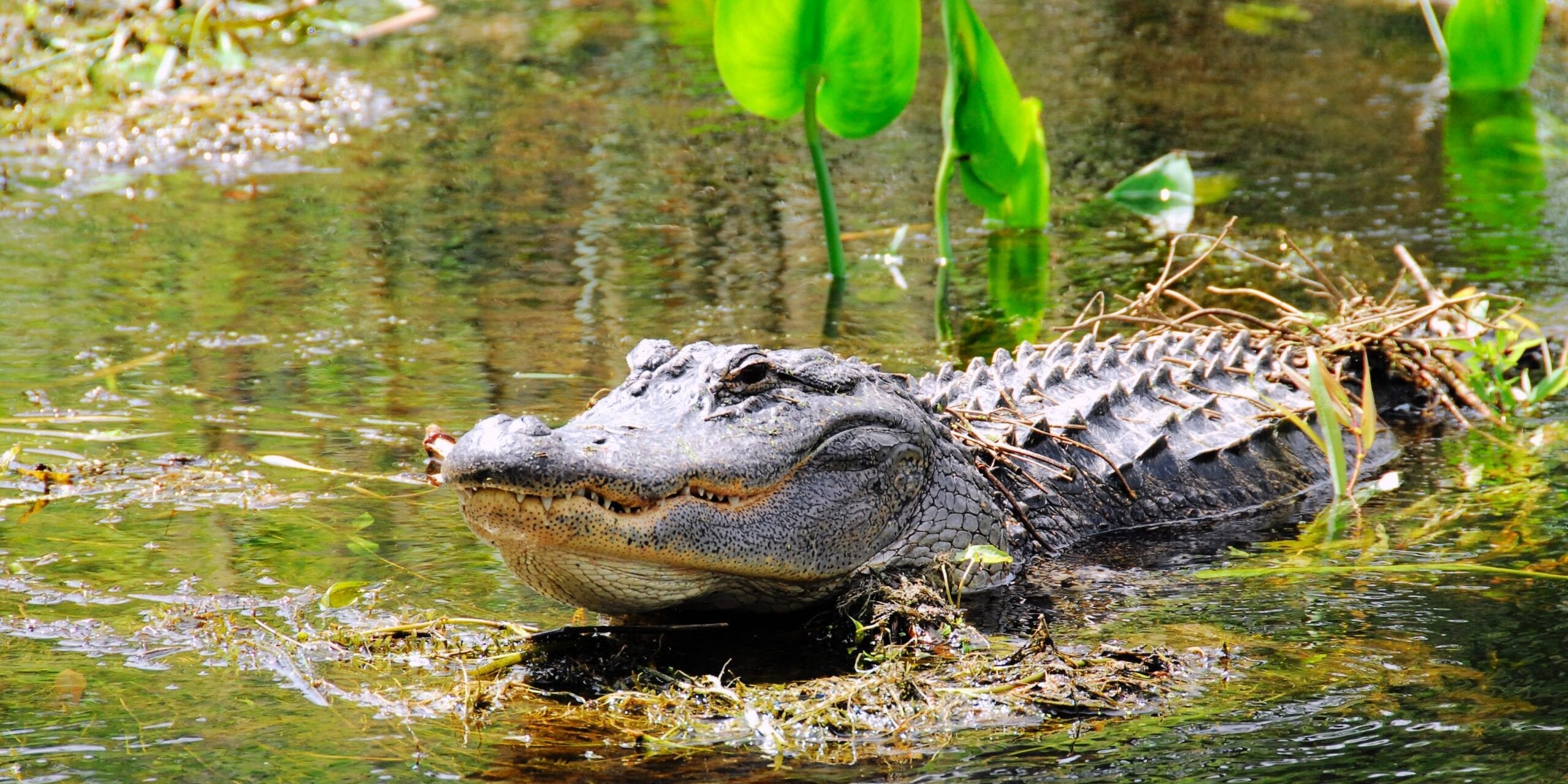 Alligator in swamp with teeth showing View Alligators from Above