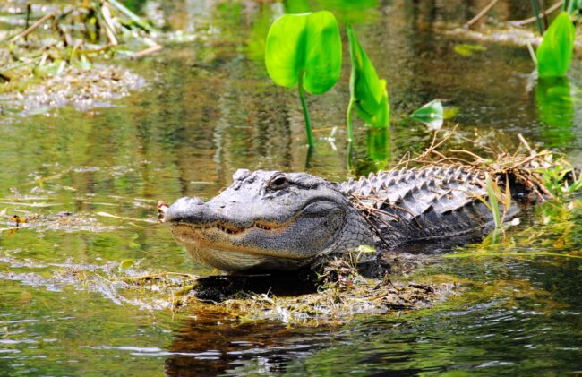 Alligator in swamp with teeth showing View Alligators from Above