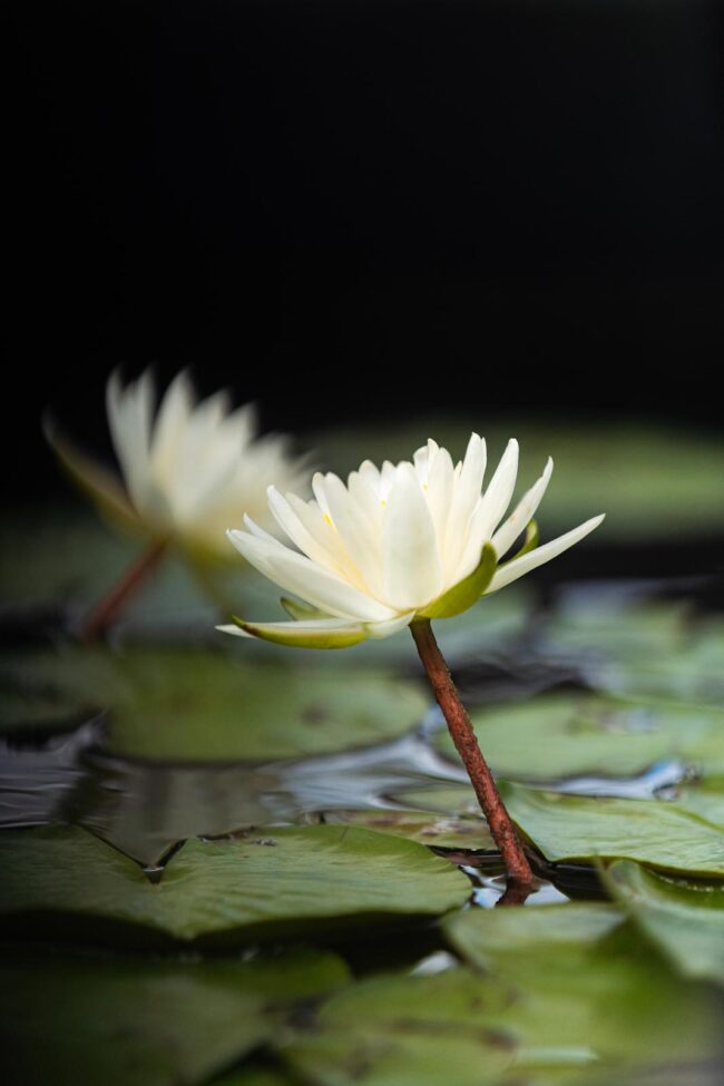 New Orleans Zip Line 19