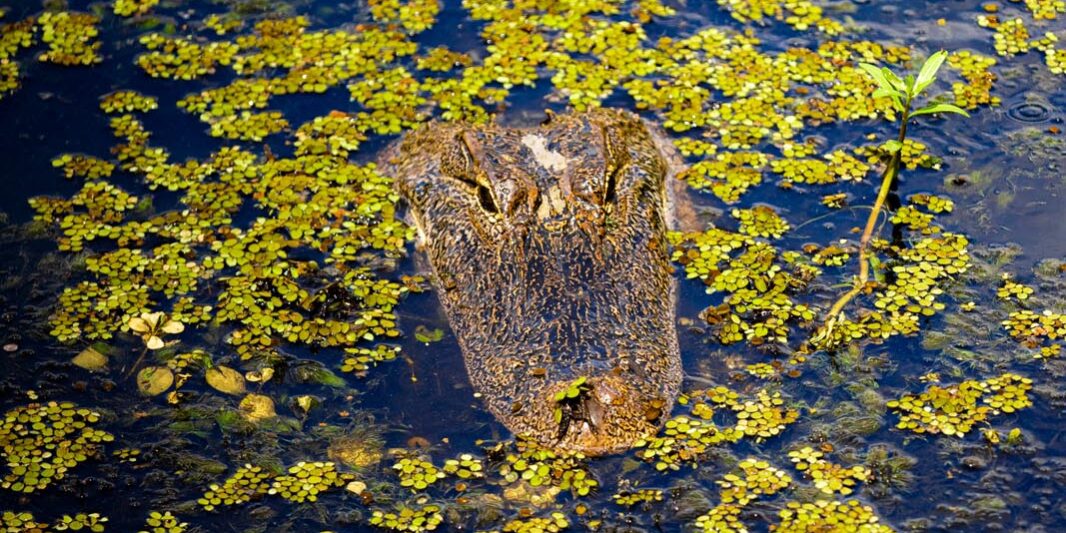 New Orleans Zip Line 42