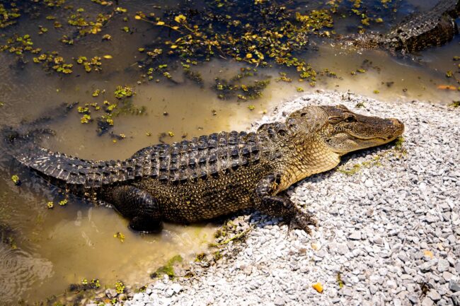New Orleans Zip Line 43