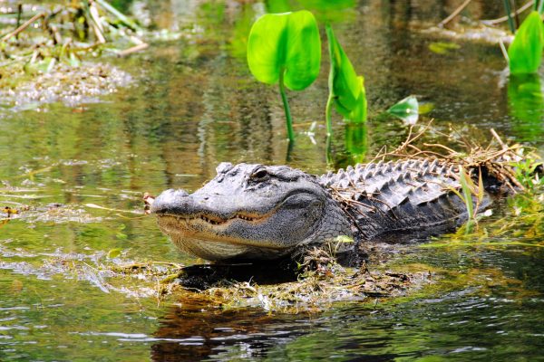 View Alligators from Above