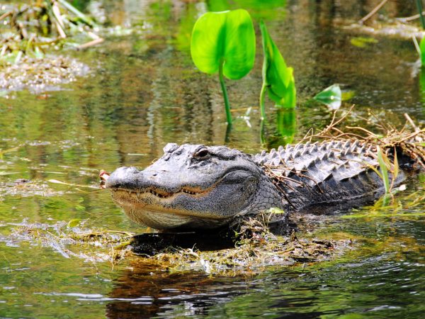 View Alligators from Above