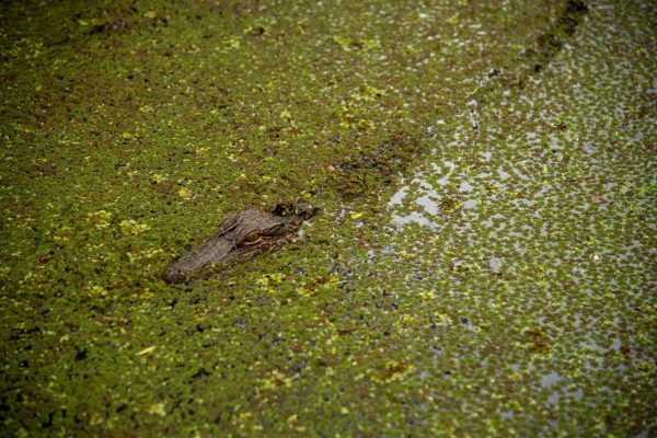 new orleans swamp kayak tour 14