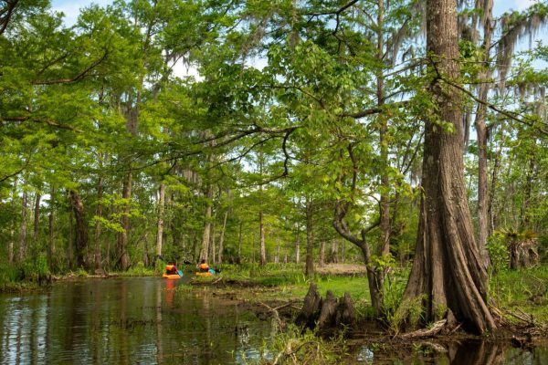 new orleans swamp kayak tour 8