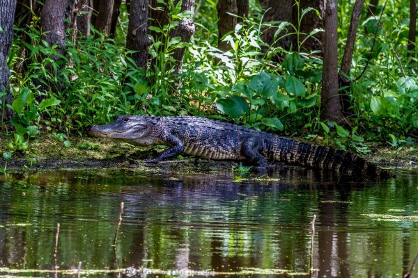 View Alligators from Above