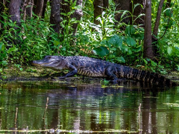 View Alligators from Above