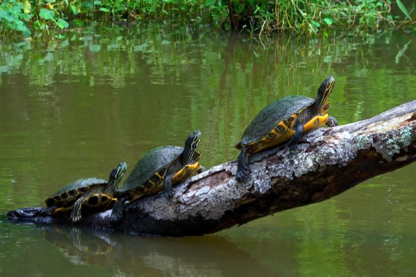 Turtles,In,The,Swamps,Of,Louisiana